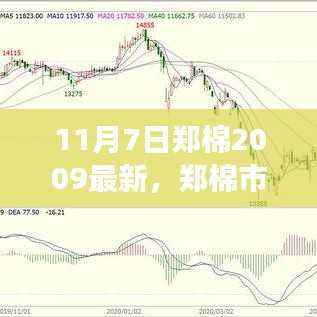 郑棉市场最新动态解析,11月7日深度剖析与趋势展望