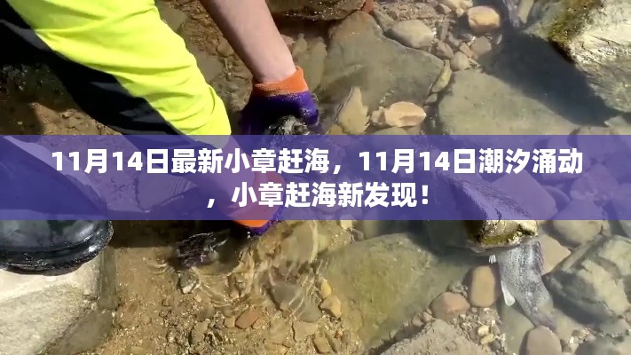 11月14日潮汐涌动,小章赶海新发现大揭秘!