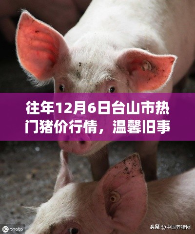 台山市历年12月6日猪价行情回顾,温馨旧事中的情缘