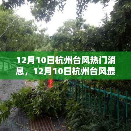 杭州台风最新动态与热门消息全解析(12月10日)