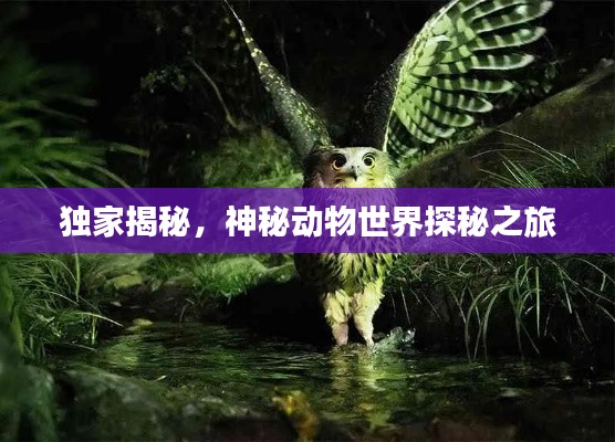 独家揭秘,神秘动物世界探秘之旅