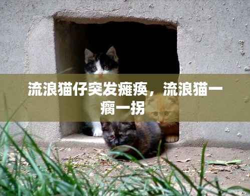 流浪猫仔突发瘫痪,流浪猫一瘸一拐