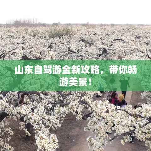 山东自驾游全新攻略，带你畅游美景！