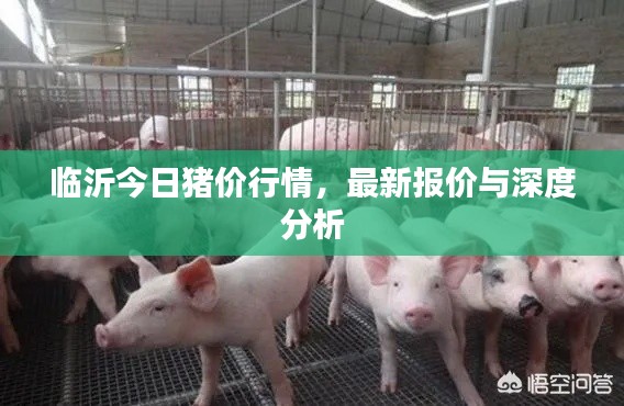 临沂今日猪价行情,最新报价与深度分析