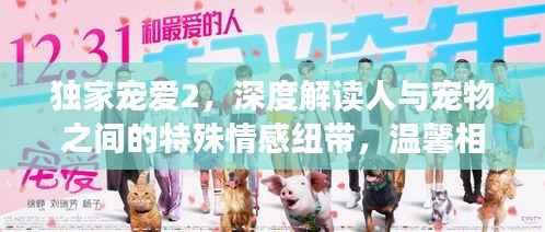 独家宠爱2,深度解读人与宠物之间的特殊情感纽带,温馨相依相伴!