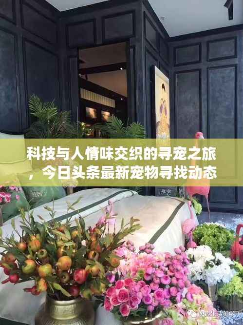 科技与人情味交织的寻宠之旅，今日头条最新宠物寻找动态