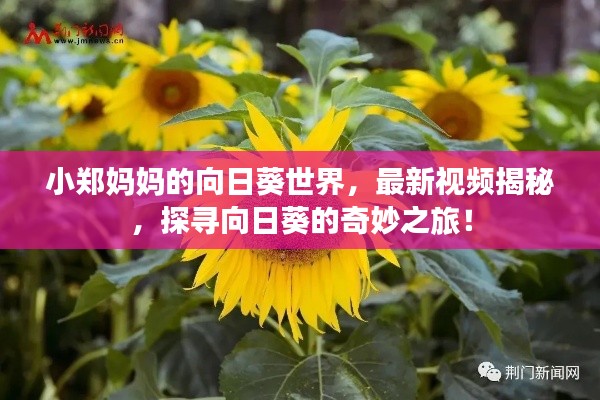 小郑妈妈的向日葵世界，最新视频揭秘，探寻向日葵的奇妙之旅！