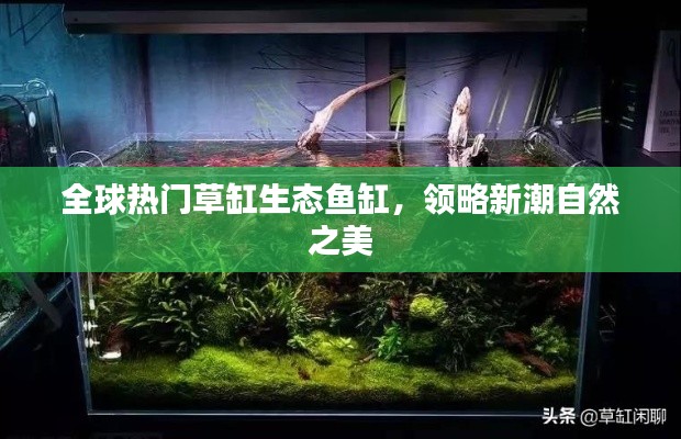 全球热门草缸生态鱼缸，领略新潮自然之美