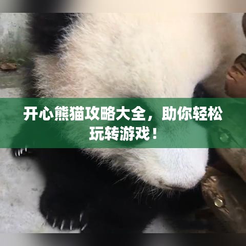 开心熊猫攻略大全，助你轻松玩转游戏！