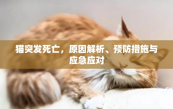 猫突发死亡,原因解析、预防措施与应急应对