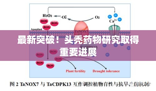 最新突破！头秃药物研究取得重要进展